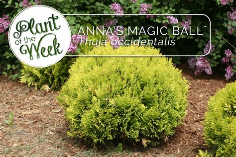 Magical Rituals and Spells with Anna's Magic Ball